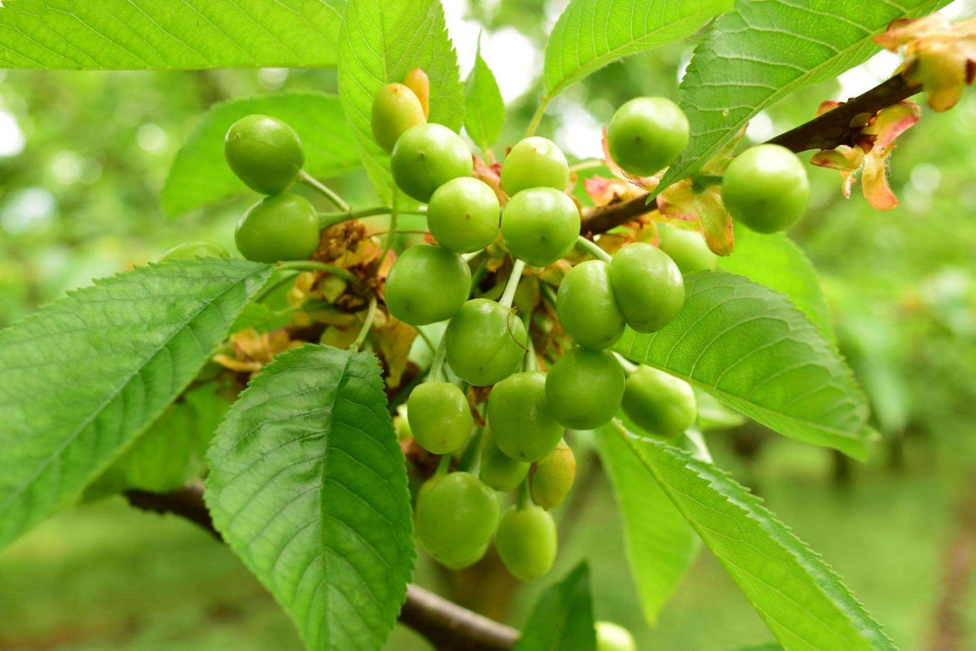 Fertilizantes lquidos para todos los cultivos