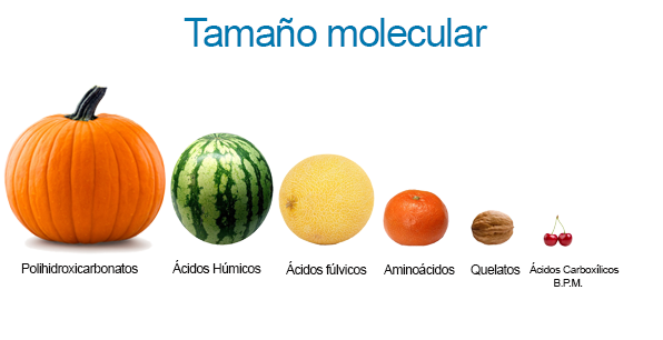 Ácidos carboxílicos de bajo peso molecular