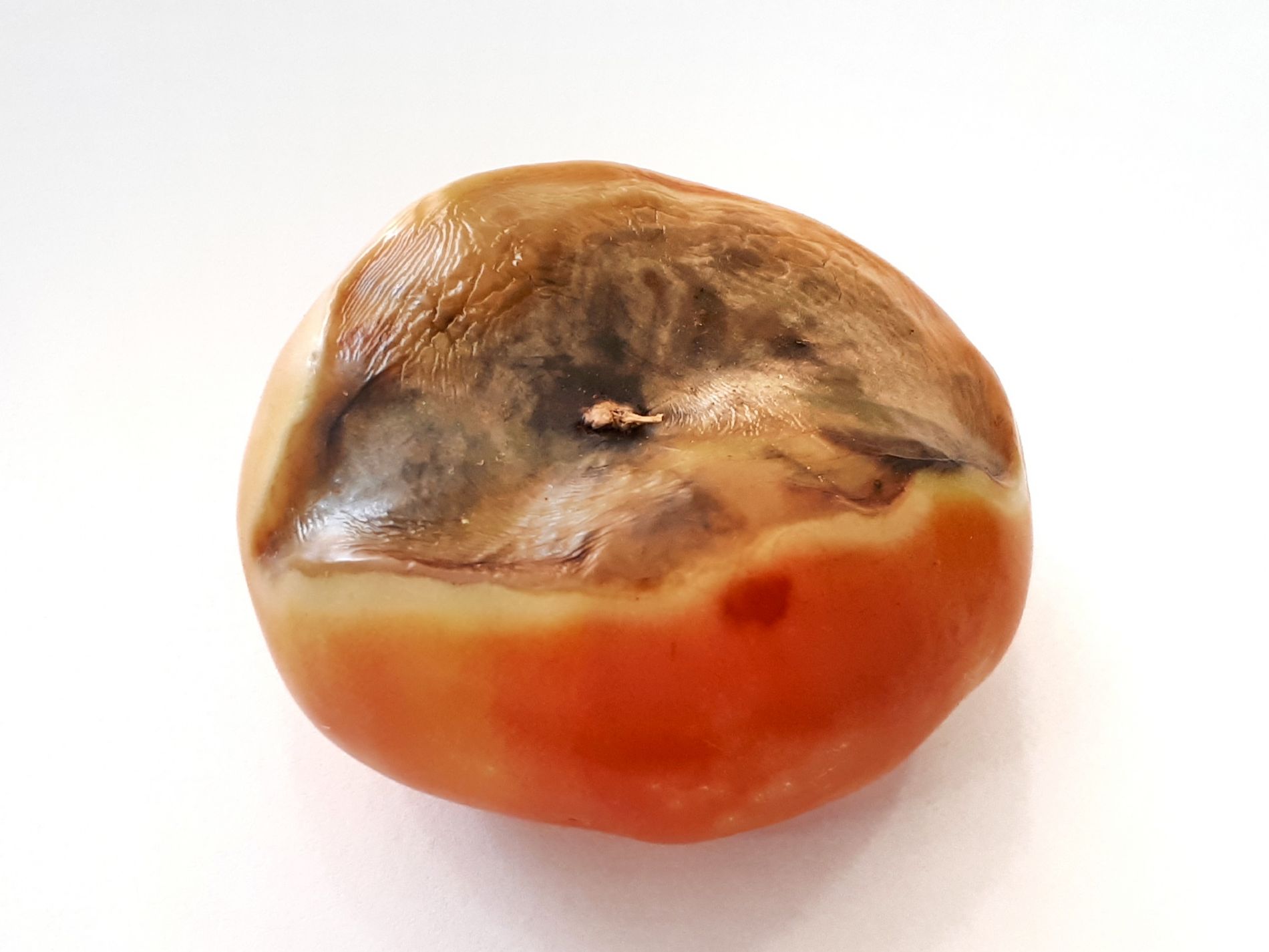 Blossom end rot tomate