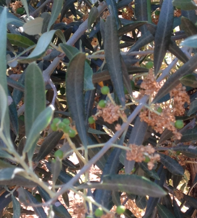 Nutrition de l`olivier dans l`étape de préfloraison