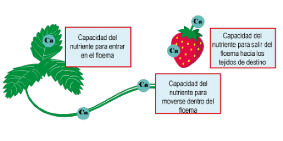 Calcio foliar en el cultivo de la fresa