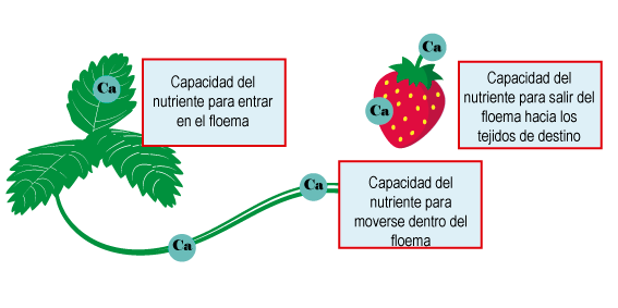 Calcium foliaire dans la culture