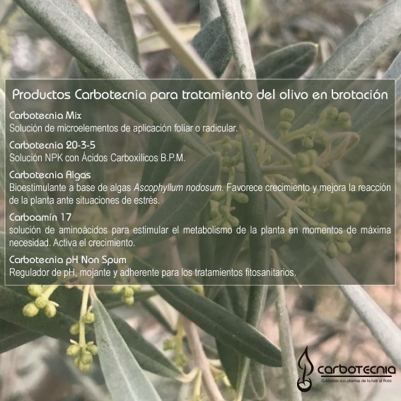 Engrais et fertilisants Carbotecnia pour l`étape de pré-floraison de l`olivier