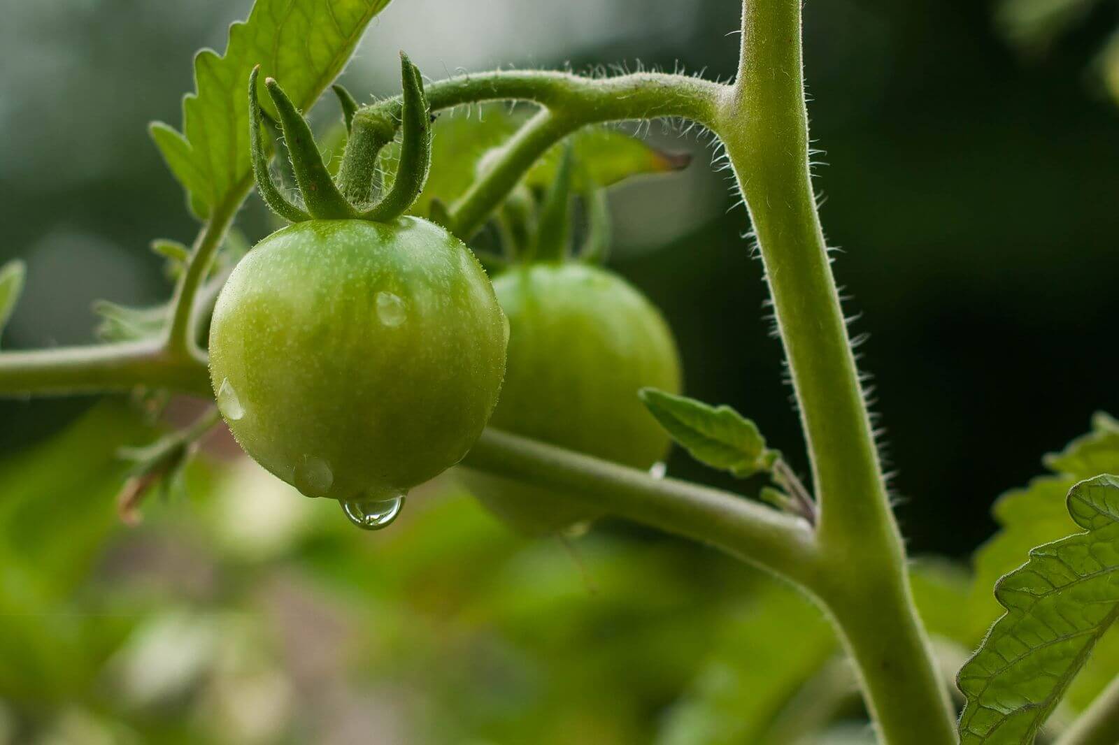 fertilizante trasplante del tomate