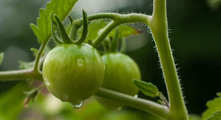 Carbotecnia Si for tomato transplant.